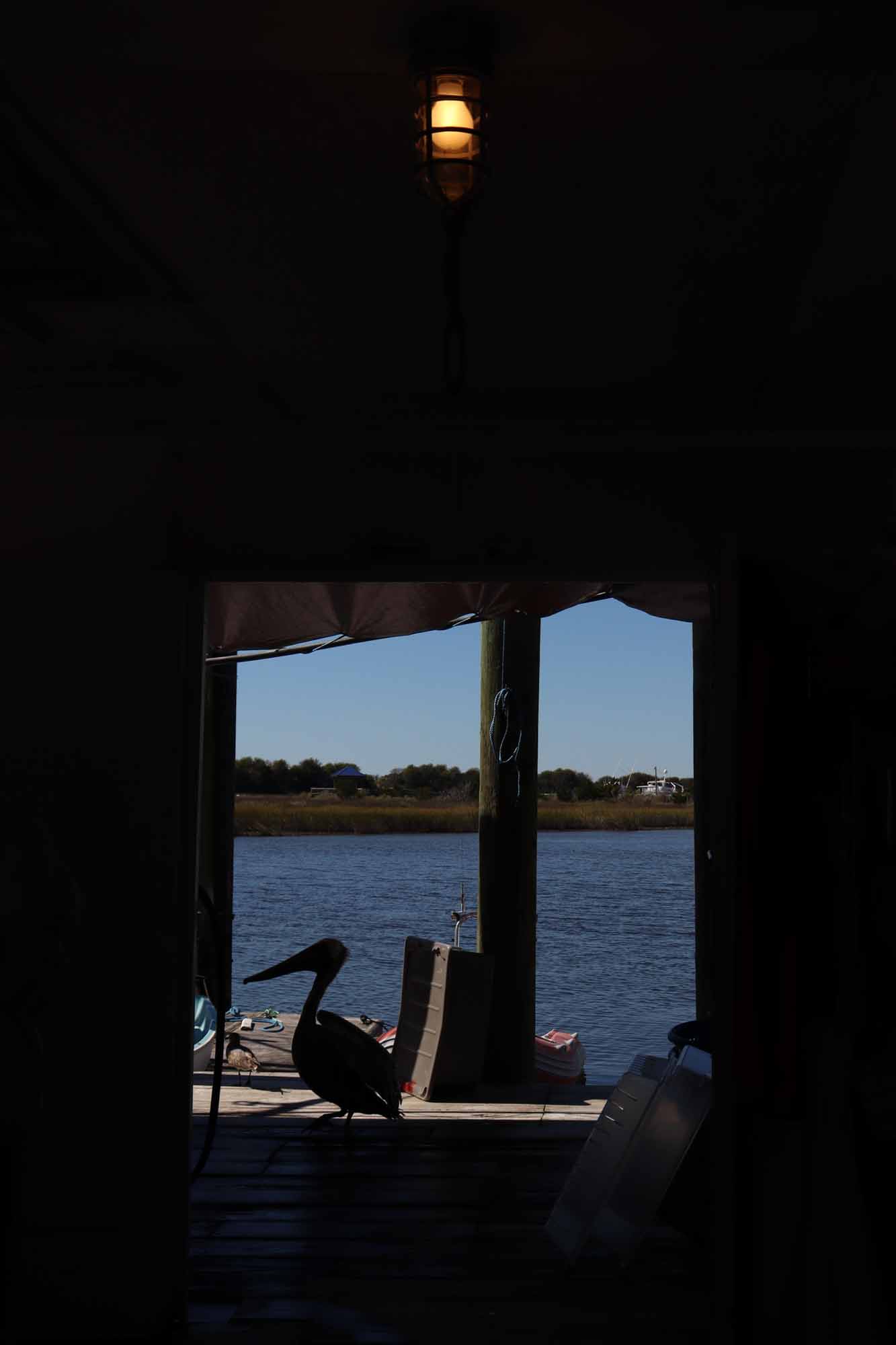 photo of a pelican through a doorframe in Southport, NC.